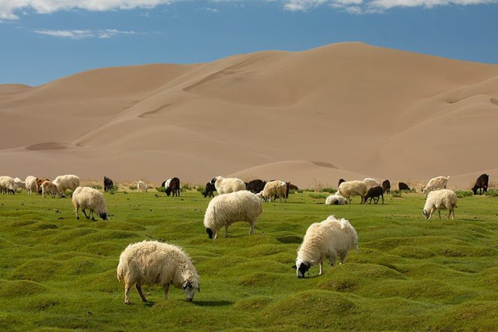 Sunit Sheep Best of Mongolia Private Tours – Half-Month Itineraries