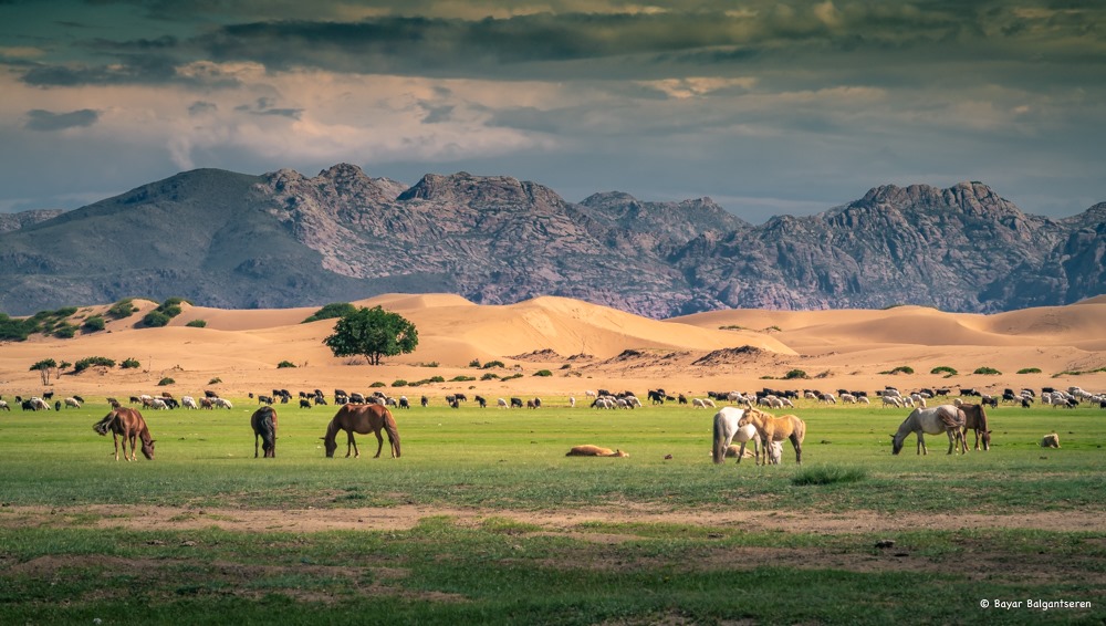 Horses and livestock grazing on a lush green meadow in front of golden sand dunes and rocky mountains in Bayan Gobi, Mongolia.