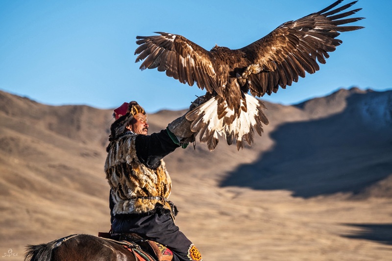 Close-up of a golden eagle (Berkut) perched on a leather glove, showing its sharp beak and intelligent eyes.