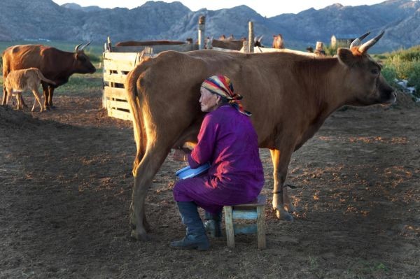 Milking a cow, Community based and culture tours mongolia