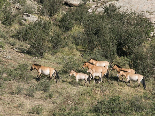 A group of Przewalski&rsquo;s horses (Takhi) grazing on the rolling green hills of Hustai National Park.