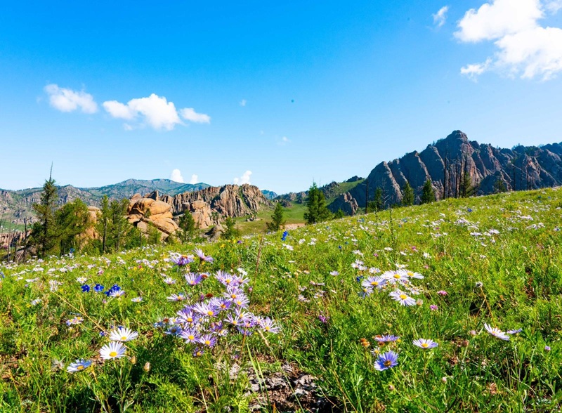 A lush green hillside covered in purple and white wildflowers with jagged granite mountains and pine trees under a clear blue sky.