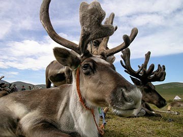Contrast Wonders of Mongolia 10 days