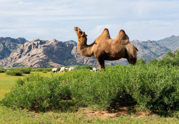 Sand dune & hot springs 4 day short tour