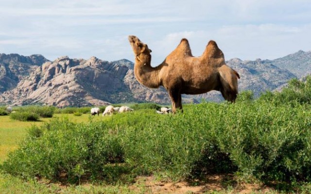 Sand dune & Orkhon Valley 4 days tour